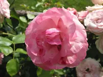 001.webp