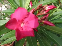 002.webp