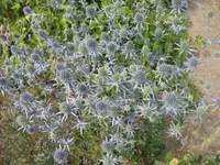 003.webp