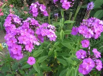 005.webp