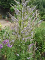006.webp