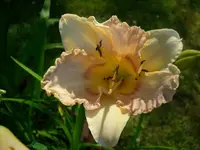 k-DSCI3553.webp