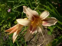 k-DSCI3556.webp