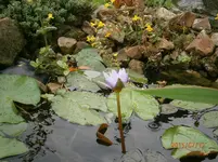 P7120685.webp