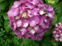P7120690.webp