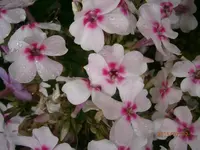 P7120691.webp