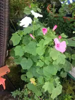 Blume.webp