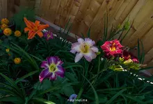 IMG_1926.webp