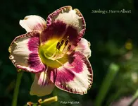 IMG_1942.webp