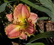 IMG_1965.webp