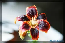 comp_DSC04122.webp