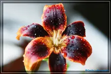 comp_DSC04123.webp