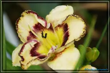 Dorie.webp