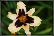 Lotus Position.webp
