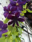 2015-07-02 Clematis Star of India2.jpg
