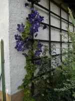 2015-07-08 Clematis Star of India1.webp