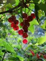 CIMG1166.webp
