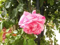 DSCI0023.webp