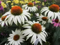 Bilda026.webp