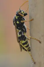 _DSC6345.webp