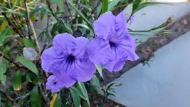 DSCF1509.webp