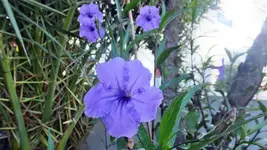 DSCF1511.webp