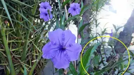 DSCF1511-2.webp