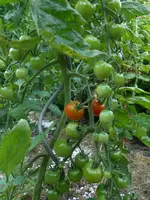 DSCN2861.webp