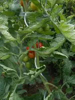 DSCN2860.webp