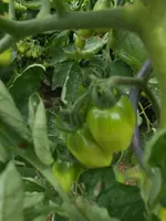 DSCN2882.webp