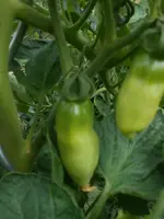 DSCN2881.webp