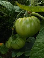 DSCN2864.webp
