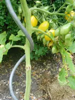 DSCN2863.webp