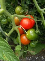 DSCN2862.webp