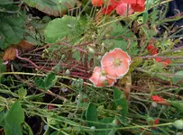 IMG_20150712_171136.webp