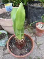 P1460850.webp