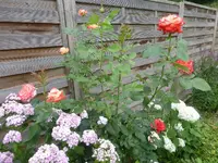 P1460841.webp