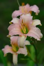 2Altrosa.webp