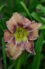 2carolinaheritage.webp