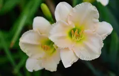 2doubledream.webp