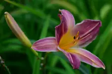 2lilavilla.webp