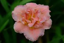 2Sildoubleclassic.webp