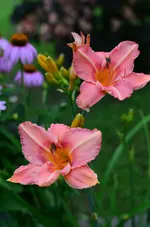 2vonsabiene.webp