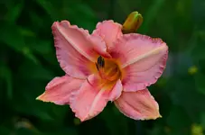 2vonsabine.webp