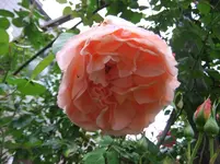 017.webp