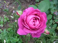 016.webp