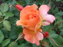 015.webp