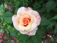 014.webp