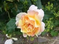 008.webp