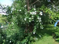 015.webp